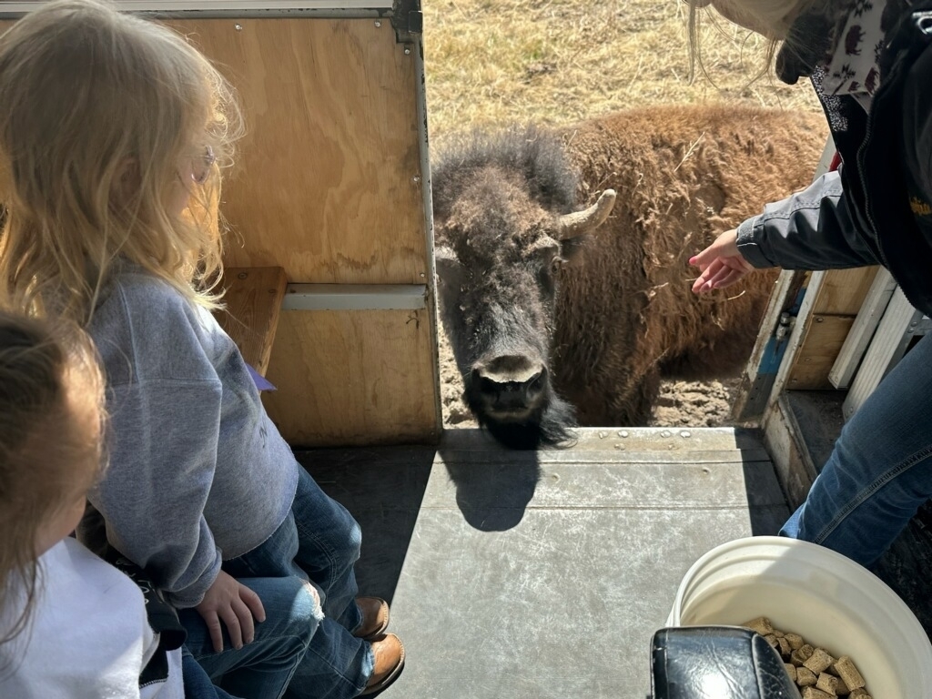 Jett gets to feed the bison.